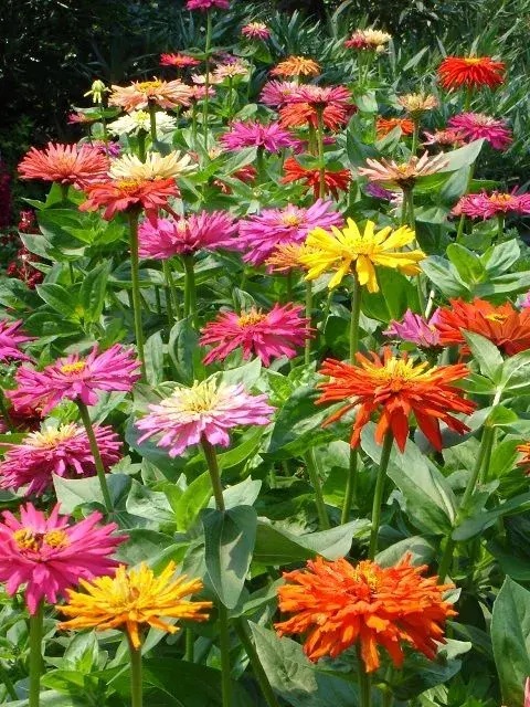 1555resize.webp