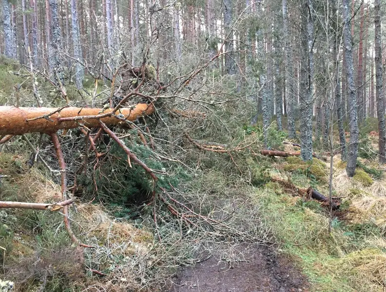 'Puffer trail after storm.webp