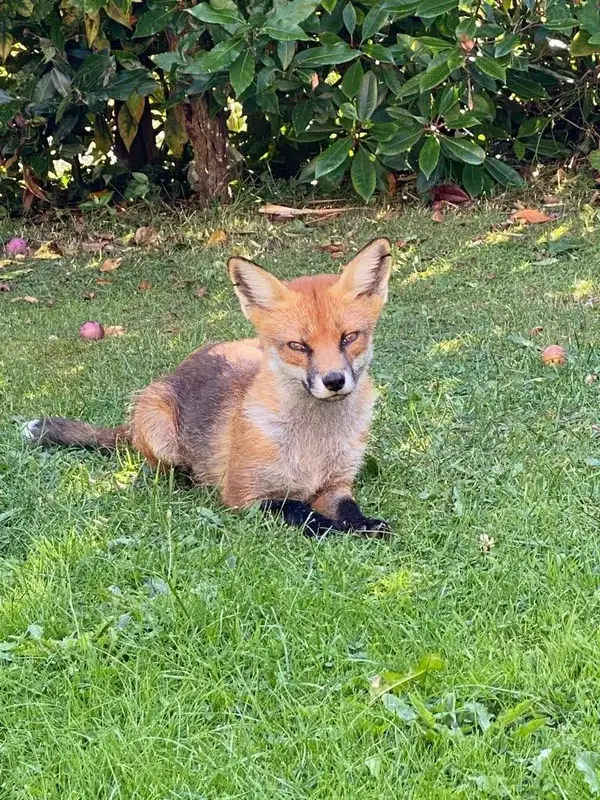 Fox-1.webp