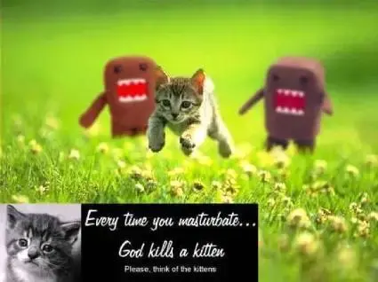 kitten.webp