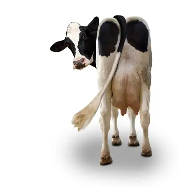 cows-udder (Medium).webp