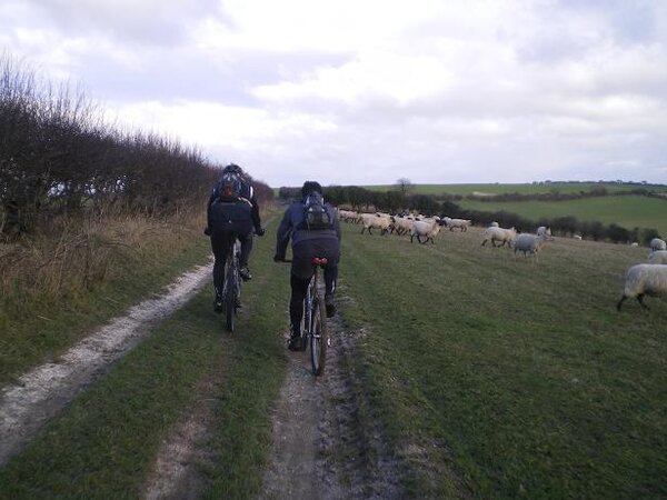 the sheep run from heathy!.jpg