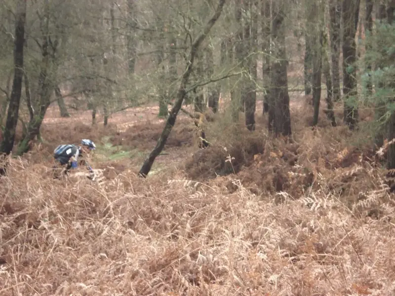 If you go down to the woods today.webp