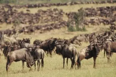 Wildebeest-4672.webp
