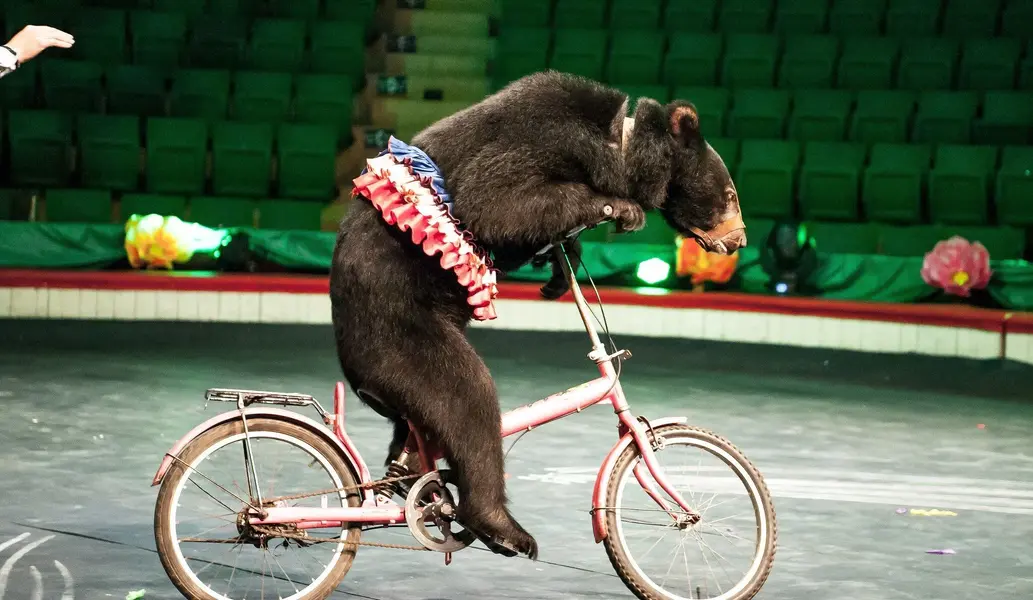 bear-riding-bike-01c08620c53a4574944cac307e72e4f7.webp