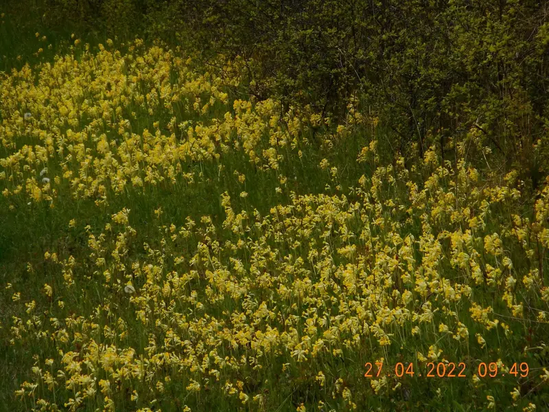 DSCN1787.webp