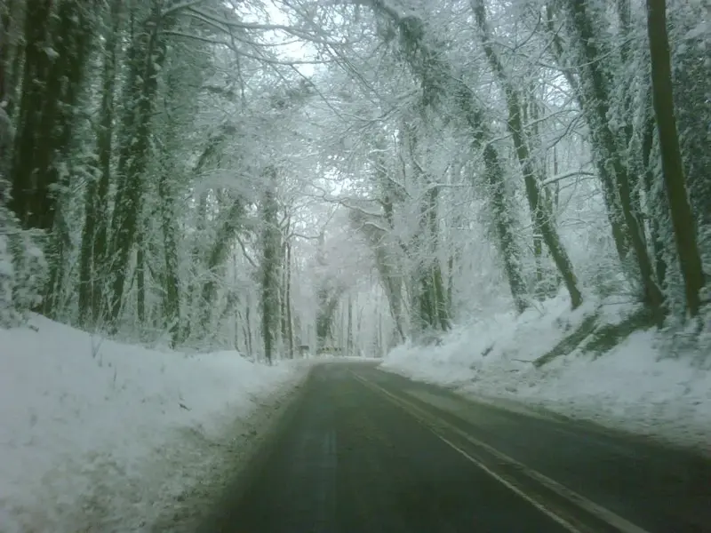 lots of trees.webp