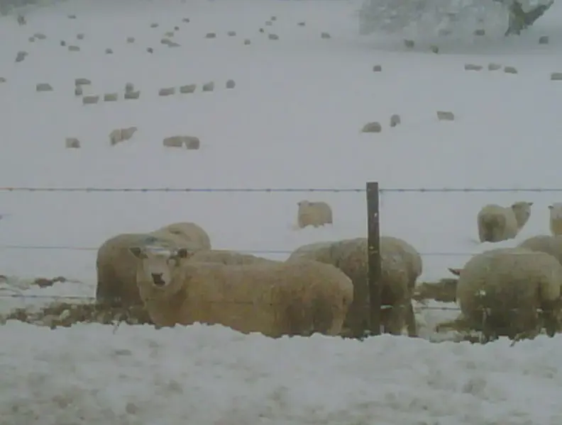 sheeps.webp
