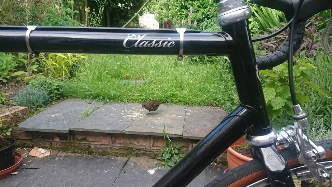 BLB Single speed (2).webp