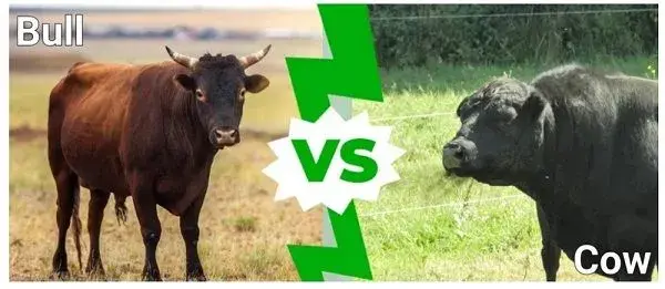 Cowhorners.webp