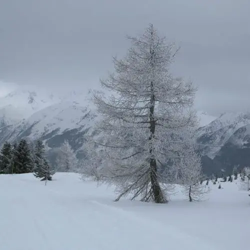 Tree.webp