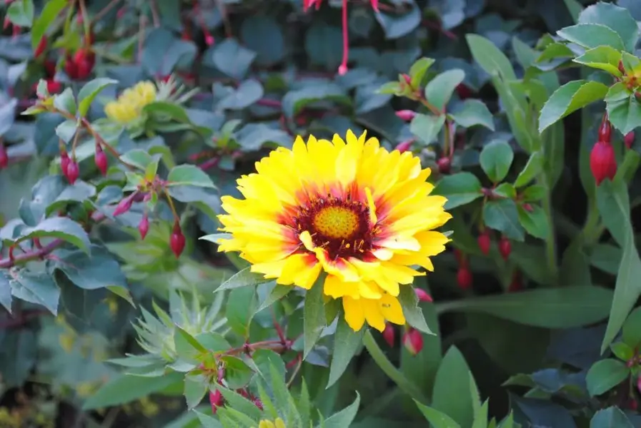 Nikon D3000 pic in Devon.webp