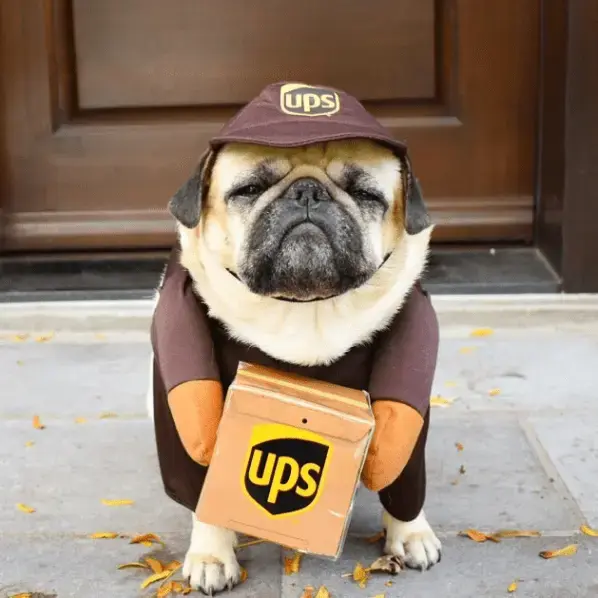 delivery.webp