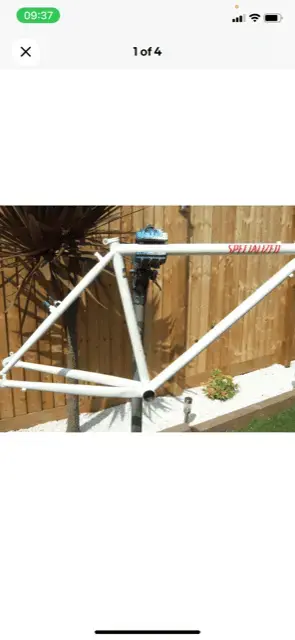 stumpy 3.webp