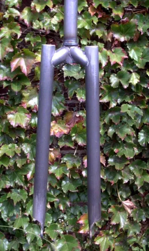 Scottish fork 003.webp