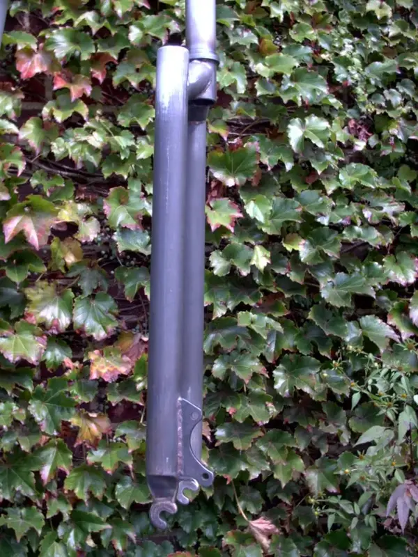 Scottish fork 005.webp