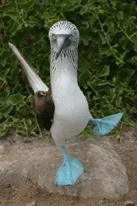 bobbybird.webp
