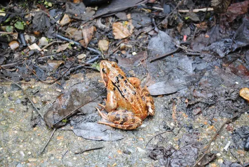 my froggy.webp