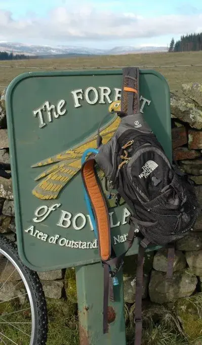 Forest of Bo.webp