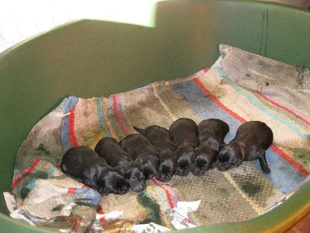 Puppies!.webp
