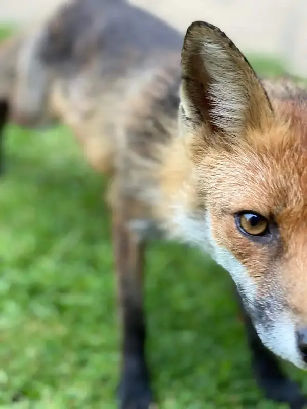 Fox.webp