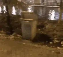 knock-knock-raccoon-trashpanda-hello-trashcan.webp