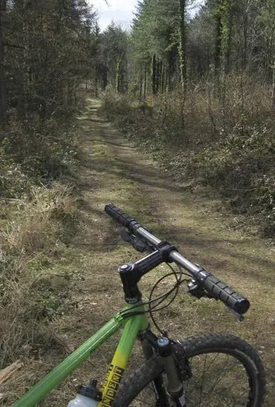 Into The Woods.webp