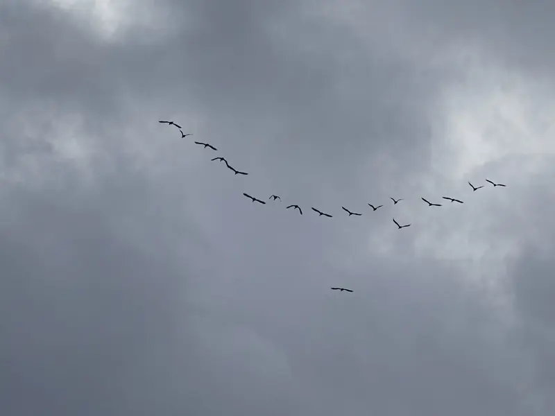 DSC01515.webp
