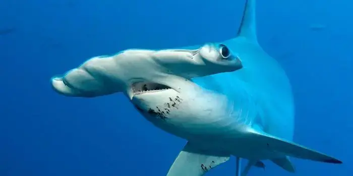 scalloped-hammerhead-fact-file.webp