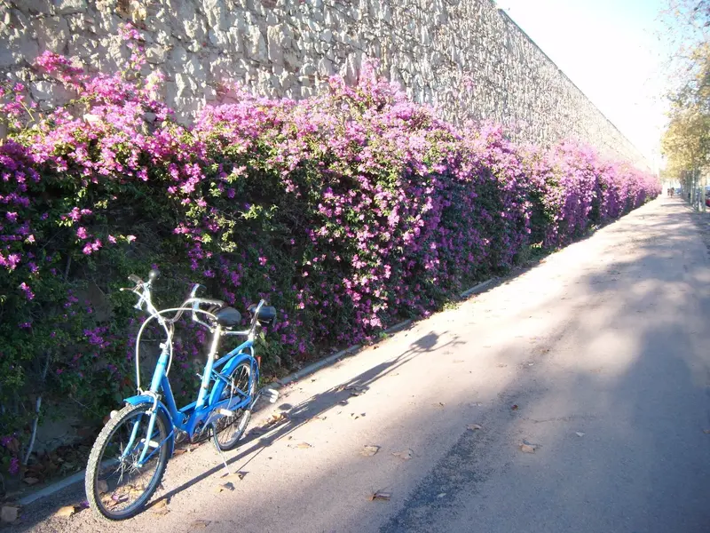 BI BICI7.webp