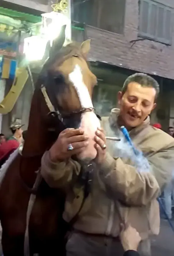 Horse.webp