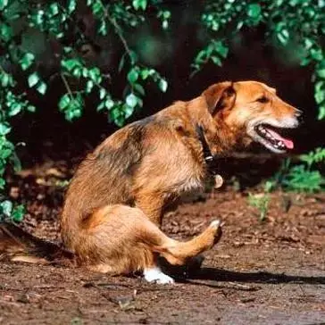 why_does_my_dog_drag_his_bum_on_the_ground_1454_600.webp