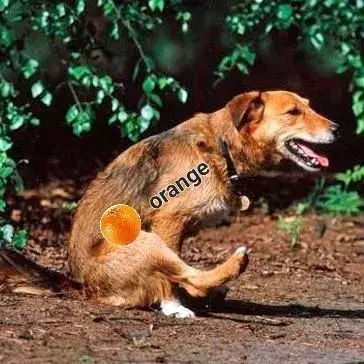 why_does_my_dog_drag_his_bum_on_the_ground_1454_600.webp