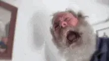 screaming-old-man.webp