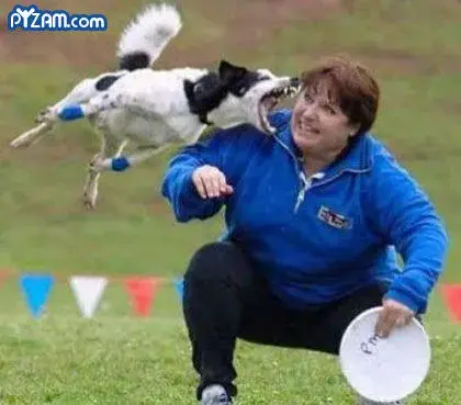 dogattack.webp