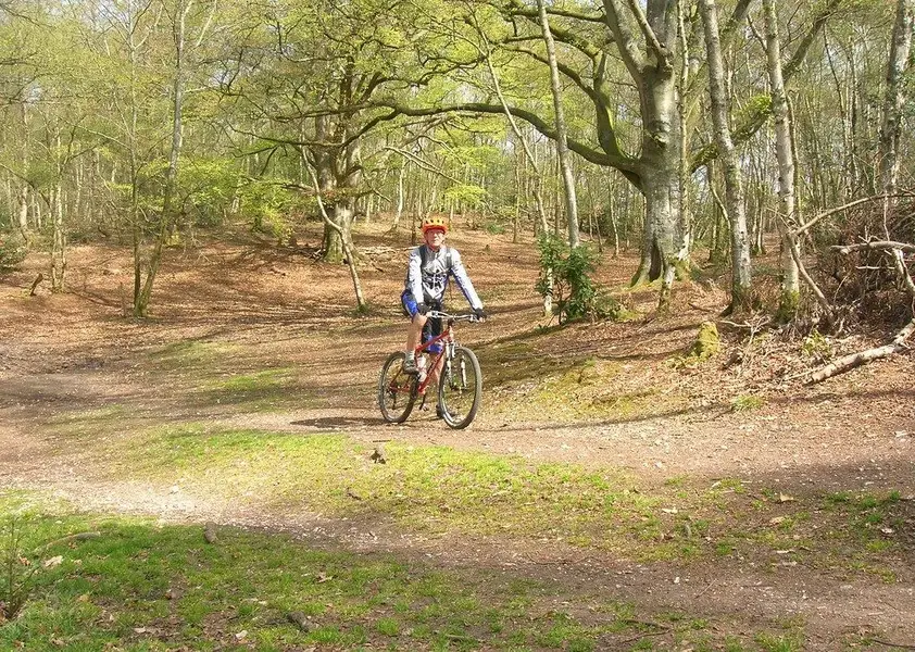 Sandleford Wood west Greenham 2.webp