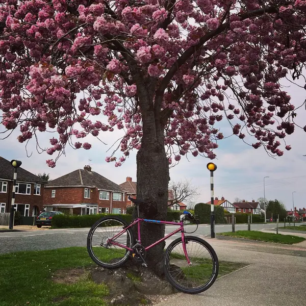 Blossom 1.webp