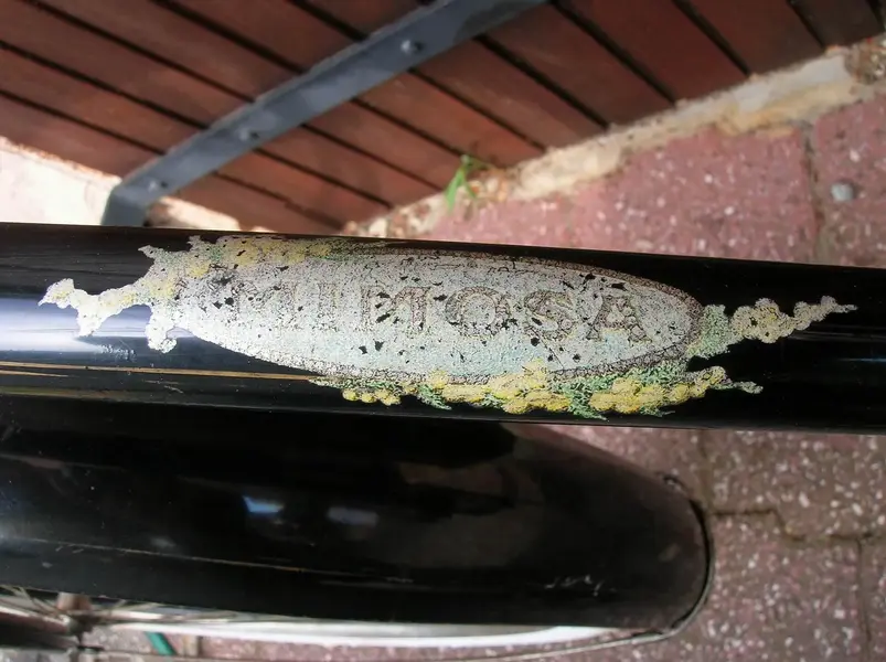 Mimosa 1932 a 16.webp