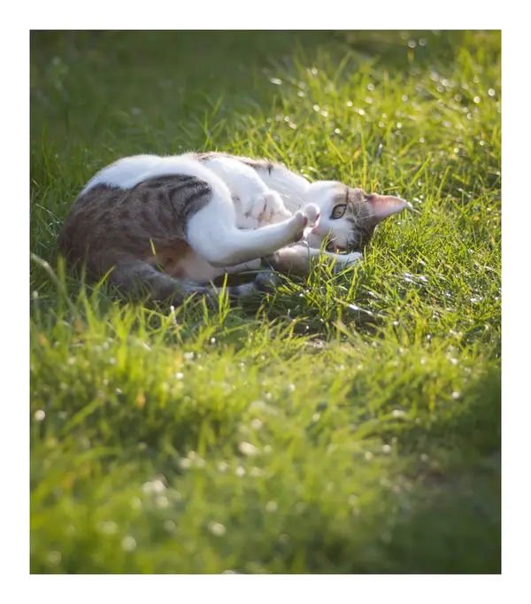 DSC00097.webp