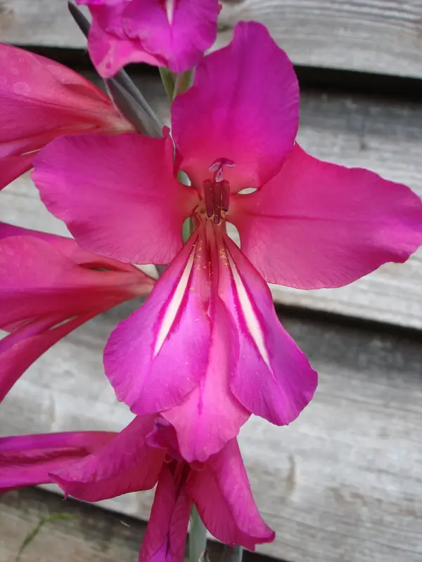 DSC00532.webp