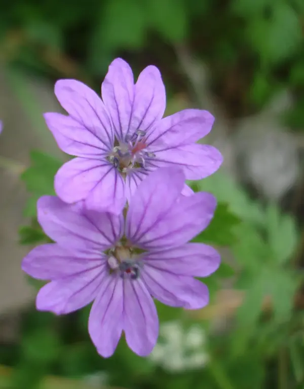 DSC00537 (2).webp