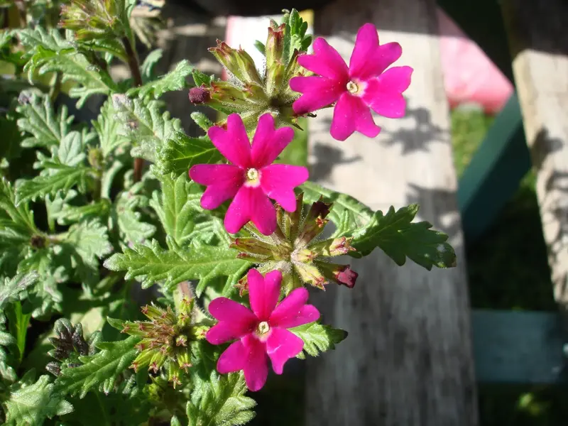 DSC00544.webp