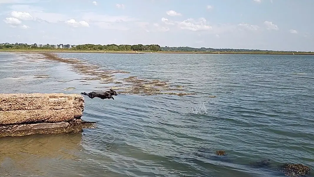 Diving Dug.webp