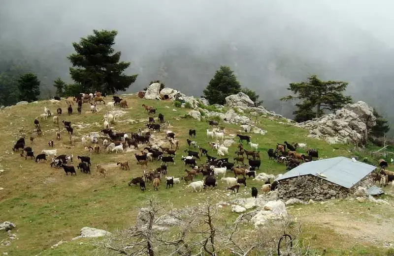 Taigetos-goats.webp