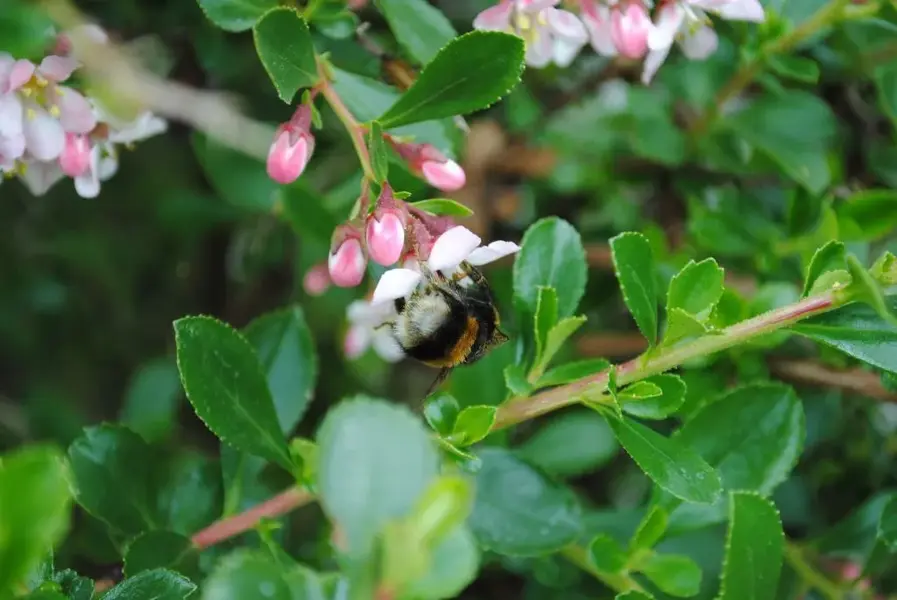 Bumble bee.webp