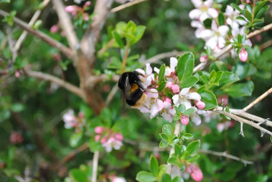 busy bee.webp