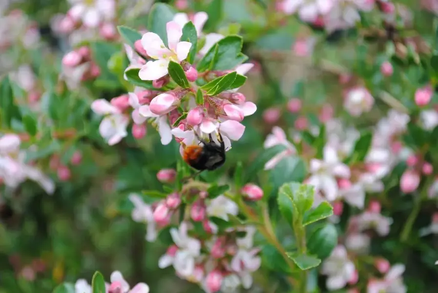 Orange bottom bee.webp