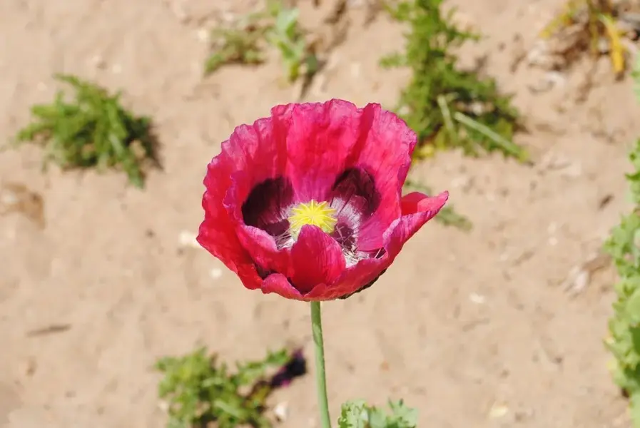 poppy.webp
