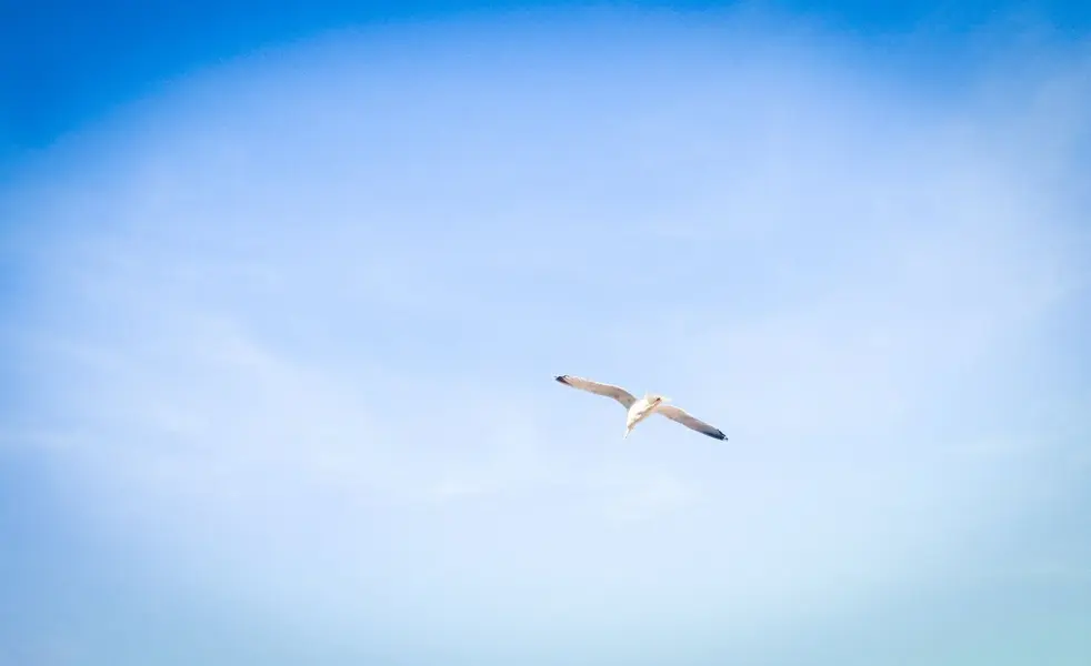 CIMG0772.webp