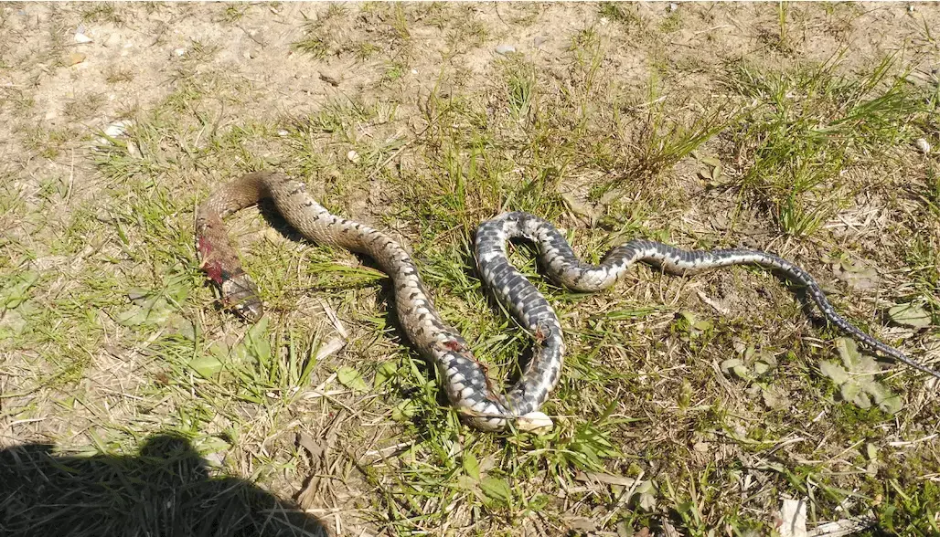 snake.webp